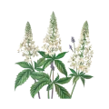 Black Cohosh